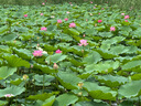 蘇泊爾（SUPOR）保溫飯盒304不銹鋼大容量三層學(xué)生便當保溫 【新品升級】真空保溫 三層 2L 曬單實(shí)拍圖