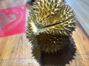 【保4房肉】A級進(jìn)口金枕鮮榴蓮1粒2-2.5kg(M) 曬單實(shí)拍圖