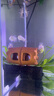 森森 超白玻璃小魚缸HWK-600P裸缸款水草缸金魚缸小型水族箱水草缸  曬單實拍圖