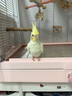 HARRISON'S BIRD FOODS高能特小顆粒滋養(yǎng)丸哈里森鳥(niǎo)糧（1磅/454克）有效期至26年5月 曬單實(shí)拍圖