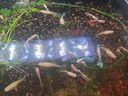 YEE魚(yú)飼料豐年蝦卵脫殼卵幼魚(yú) 小型魚(yú) 熱帶魚(yú)魚(yú)糧魚(yú)食140g/瓶 曬單實(shí)拍圖