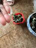碧玉蓮大顆群生多肉植物鹿角海棠室內辦公陽(yáng)臺花卉老樁盆栽綠植 畢玉蓮30-40葉【1顆】 曬單實(shí)拍圖