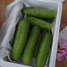 京鮮生 山東童年旱黃瓜 凈重5斤 單果100g+ 水果小青瓜 輕食 源頭直發(fā) 曬單實(shí)拍圖