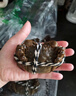 【現(xiàn)貨 活蟹】六月黃大閘蟹 太湖水系新孟河蟹 特大螃蟹生鮮禮盒 【大蟹】2.2-2.5兩/只 8只 曬單實(shí)拍圖