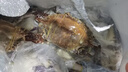 梭子蟹鮮活特大野生舟山大螃蟹海鮮新鮮冷凍海蟹水產(chǎn)飛蟹白蟹順豐 7-9兩/只 【凈重5斤特大梭子蟹】 曬單實(shí)拍圖