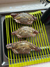 舟山梭子蟹鮮活特大野生大螃蟹新鮮冷凍海鮮水產(chǎn)海蟹飛蟹白蟹順豐 7-9兩/只【5斤凈重 特大肥壯】 曬單實(shí)拍圖