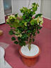 三角梅盆栽帶花劍樹(shù)苗室內陽(yáng)臺重瓣飄枝垂絲老樁四季開(kāi)花爬藤花卉 【帶花發(fā)貨 收到即賞】綠櫻老樁大苗 45-50cm左右（原盆帶土發(fā)貨） 曬單實(shí)拍圖