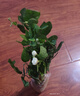 種花迷茉莉花苗盆栽帶花苞花卉植物室內驅蚊梔子水培好養綠植九里香植物 當年開(kāi)花茉莉6年苗5株無(wú)盆 曬單實(shí)拍圖