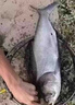 鰱鳙小藥浮釣鰱鳙手桿專(zhuān)用鰱魚(yú)花白鰱開(kāi)口劑酸臭型餌料誘食添加劑 1瓶【鰱鳙絕戶(hù)藥】試用裝 曬單實(shí)拍圖