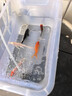 錦鯉魚活體觀賞魚活魚小型易養(yǎng)冷水淡水魚小魚苗錦鯉金魚好看錦鯉 6-8cm 六色錦鯉套餐6條 曬單實拍圖