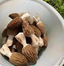 羊肚菌種蘑菇金針菇種植包陽臺(tái)室內(nèi)家庭懶人自種四季高產(chǎn)可食用菌 羊肚菌種300ml1瓶 曬單實(shí)拍圖