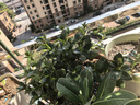 四季常青金魚花吊蘭盆栽室內(nèi)綠植花卉多肉植物發(fā)財樹好養(yǎng)易活客廳 金魚吊蘭【整盆20-30顆】原盆土 曬單實(shí)拍圖