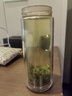 保銀茶葉信陽毛尖2025新茶春茶雨前特級嫩芽濃香型250g*2罐送禮品袋 曬單實(shí)拍圖
