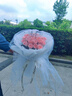 拾光逆旅情人節鮮花同城配送99朵玫瑰花束送女友求婚表白結婚花束花店送花 甜蜜女王丨33朵戴安娜粉玫瑰配皇冠仙女紗蒙面 曬單實(shí)拍圖