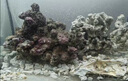 免爆藻深?；钍迈r高鈣海水魚(yú)缸快速開(kāi)缸造景多孔微生物菌群過(guò)濾 精品已爆藻帶菌活石1斤 曬單實(shí)拍圖