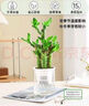 綠有意步步高觀音竹富貴荷花竹水養(yǎng)土培盆栽室內桌擺植物吸甲醛水培植物 步步高富貴竹（灰色繁星盆） 含盆 曬單實拍圖