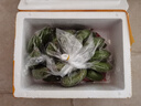 三萌果蔬廣西小米蕉【青蕉發(fā)貨收到需催熟】芭蕉新鮮水果應(yīng)季香蕉現(xiàn)摘現(xiàn)發(fā) 5斤 甄選果【香甜粉糯】凈4.5斤 曬單實(shí)拍圖