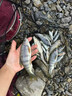 漁家傲小物釣餌料免開(kāi)免拌釣魚(yú)餌牙膏鳑鲏馬口白條石斑魚(yú)專(zhuān)用餌料溪流餌 小物釣餌料【香】1管 曬單實(shí)拍圖