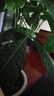 OIMG發(fā)財(cái)樹(shù)盆栽小葉紫檀綠植室內(nèi)辦公桌面茶室藝術(shù)盆景觀賞擺件送禮品 山澗小筑（房屋）-三桿發(fā)財(cái)樹(shù) 帶盆栽好 曬單實(shí)拍圖