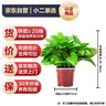 雙盟 綠蘿盆栽除甲醛花卉綠植辦公室新房凈化空氣110款10盆裝源頭直發(fā) 曬單實拍圖