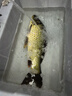 賈東普福面面搶魚(yú)版小黃面大顆粒黑坑鯉魚(yú)鯽魚(yú)餌料釣魚(yú)漁具軟粘餌散炮 曬單實(shí)拍圖