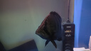 仟湖血鸚鵡魚(yú)飼料錦鯉金魚(yú)地圖魚(yú)觀(guān)賞魚(yú)魚(yú)糧發(fā)財魚(yú)財神魚(yú)食中粒1.2kg 曬單實(shí)拍圖