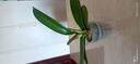雙花劍蝴蝶蘭盆栽蘭花大苗帶花劍帶花苞四季開(kāi)花室內花好養易成活 12.大辣椒--雙花劍發(fā)貨 帶盆栽好 曬單實(shí)拍圖