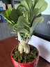 重瓣沙漠玫瑰花苗盆栽花卉老樁室內植物四季好養的花陽(yáng)臺庭院植物 大苗30-40CM高（單顆） 曬單實(shí)拍圖