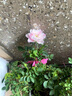 月季花苗四季開(kāi)花大花濃香型灌木月季苗庭院陽(yáng)臺盆栽地栽玫瑰花苗 護身符【微月小花，多季節開(kāi)花】 扦插小苗15-25cm高 1棵 曬單實(shí)拍圖