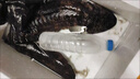 螢舞 娃娃魚(yú)鮮活 人工養殖可食用活體大鯢觀(guān)賞魚(yú)產(chǎn)地直發(fā)淡水魚(yú)生鮮 鮮活娃娃魚(yú)4斤一條 曬單實(shí)拍圖