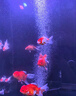 ds迪順魚缸2025新款超白玻璃底濾金魚缸水族箱落地客廳家用魚缸 亮光黑底濾（升級七色變光） 40*40*125cm 缸高70 底濾 曬單實拍圖