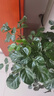 美樂棵植物通用營(yíng)養(yǎng)液磷酸二氫鉀花肥肥料綠蘿發(fā)財(cái)樹植物營(yíng)養(yǎng)液500ML 曬單實(shí)拍圖