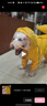 SLPC狗狗雨衣大型犬四腳全包金毛雨衣帶帽子尾罩防水中型寵物雨衣 蛋黃色 9XL（適合約55-65斤） 曬單實(shí)拍圖