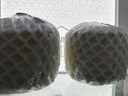 佳農(nóng)泰國進(jìn)口椰青6個(gè)裝大果 單果900g+  贈(zèng)開椰器新鮮水果 源頭直發(fā) 曬單實(shí)拍圖