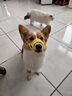狗嘴套防咬防亂吃口罩中大型犬狗金毛拉布拉多泰迪嘴罩防叫神器 黃色M碼（建議10-18斤） 曬單實拍圖