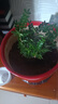 綠有意防驅蚊草正宗清香盆栽胡椒木老樁室內(nèi)綠植好養(yǎng)植物陽臺花卉盆景苗 中苗清香驅蚊+早安吸水盆一盆（送肥料） 含盆 曬單實拍圖