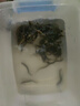 活泥鰍 戶外垂釣釣魚專用餌料飼料魚本地金鰍鮮活淡水烏龜龍魚飼料活體泥鰍批發(fā) 5-9厘米泥鰍100條 曬單實拍圖