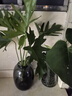 春羽綠植盆栽 室內(nèi)客廳花卉水養(yǎng)水培好養(yǎng)辦公室綠蘿春雨水培植物 水培春雨+灰色亞克力花瓶（整體高度50-60cm） 曬單實(shí)拍圖