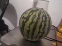 格沃斯（GEWOSI）超甜新鮮正宗冰糖麒麟西瓜甘甜多汁當季皮薄8424產(chǎn)地現摘 精品頭茬麒麟西瓜【一個(gè)裝保熟超 冰糖麒麟【4-5斤】皮薄多汁 曬單實(shí)拍圖