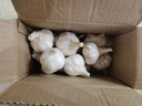 精選新鮮山東大蒜干蒜多瓣蒜頭蔬菜批發(fā)產(chǎn)地直發(fā)大蒜頭 優(yōu)選 1斤 (果徑≥3.5cm) 曬單實(shí)拍圖