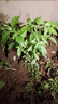 九層塔潮汕金不換盆栽食用主廚房九層塔盆栽食用羅勒植物香料甜羅 3年苗--葉子很香 帶原土原盤(pán) 曬單實(shí)拍圖