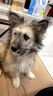 黑狼犬鈣片專用狗鈣片東德牧羊犬狗萊州紅犬健骨補鈣成幼犬立耳 高鈣片180片【立耳長個防軟趴】 曬單實拍圖