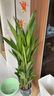 富貴鳥(niǎo)帶花盆栽鶴望蘭客廳室內吸甲醛大型綠植辦公室四季花卉植物 富貴鳥(niǎo)1-1.2米（菱形樹(shù)脂盆） 曬單實(shí)拍圖