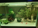 瘋狂水草坨草魚(yú)缸水草植物直接入缸真水草4棵魚(yú)缸造景套餐 源頭直發(fā)包郵 曬單實(shí)拍圖
