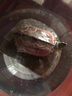 冰河石記鵝卵石烏龜小魚(yú)躲避洞造景石頭裝飾魚(yú)窩躲藏屋魚(yú)缸水族箱曬臺爬臺 天然鵝卵石制作 外徑長(cháng)【21-24厘米】 曬單實(shí)拍圖