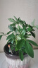 八方來財鴨掌木盆栽苗七葉蓮鵝掌柴苗鴨腳木常青花卉苗室內(nèi)外陽臺 鴨腳木：八方來財4顆總高25-35CM原土 曬單實拍圖