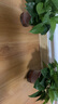 綠有意綠蘿盆栽除甲醛室內(nèi)好養(yǎng)花卉植物綠蘿批發(fā)辦公室新房裝修凈化空氣 110#原盆儲水盆10盆裝+4肥 帶盆帶土發(fā)貨 曬單實拍圖