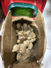京喜加新鮮小黃姜高山生姜月子姜京東買(mǎi)菜蔬菜調料生姜 高山小黃姜2斤 曬單實(shí)拍圖