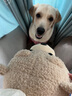 麥富迪狗糧 藻趣兒狗糧成犬糧牛肉螺旋藻 均衡營養(yǎng)15kg/30斤 曬單實拍圖