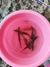 熊火兒童魚(yú)竿1.8米碳素短節溪流竿輕量便攜小物釣魚(yú)竿鯽魚(yú)竿手竿全套 曬單實(shí)拍圖